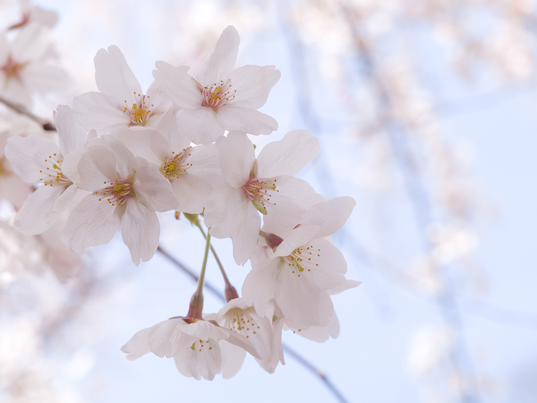 Closeup of beautiful pick cherry blossom flowers