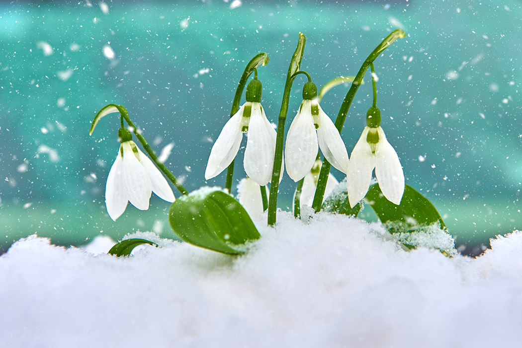 A closeup of snow drop flowers in the snow