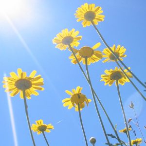 Yellow daisies in sunlight