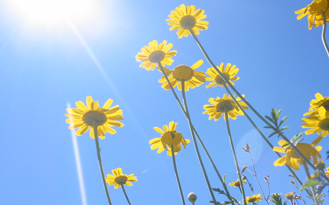 Yellow daisies in sunlight