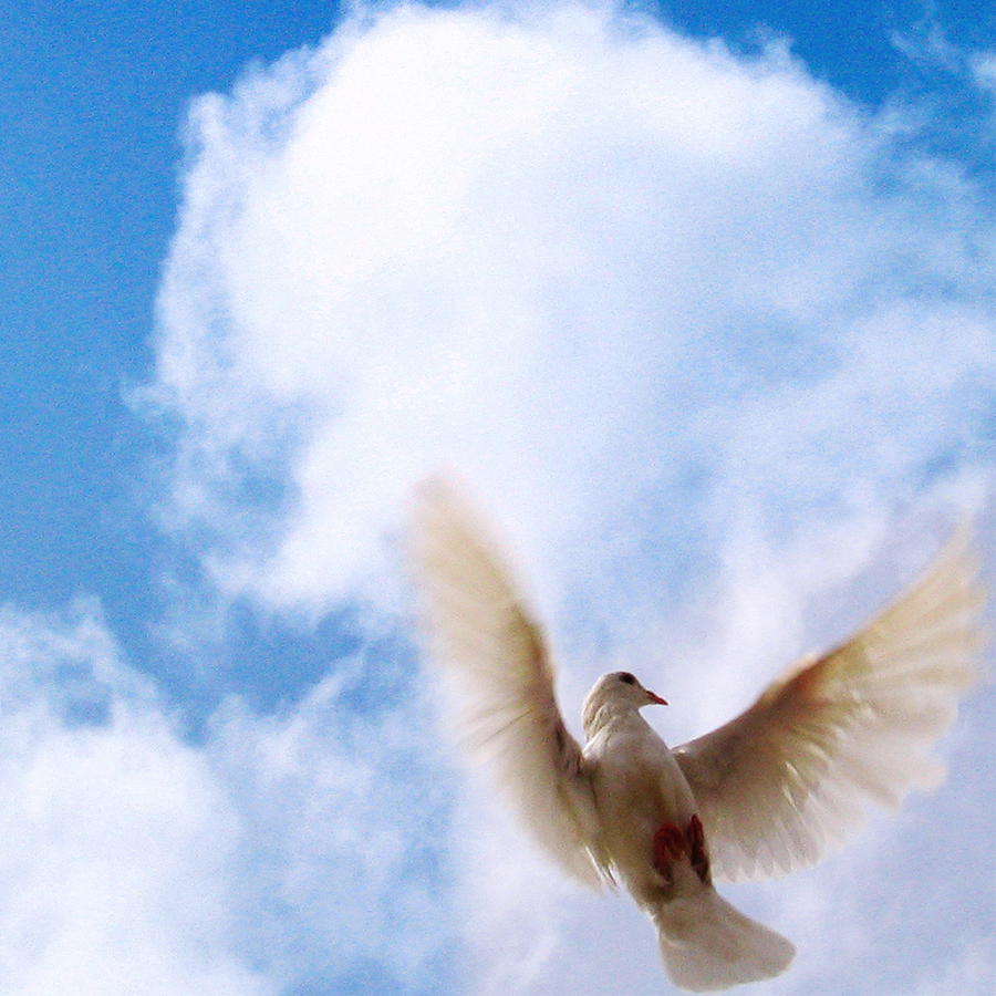 A peace dove in flight