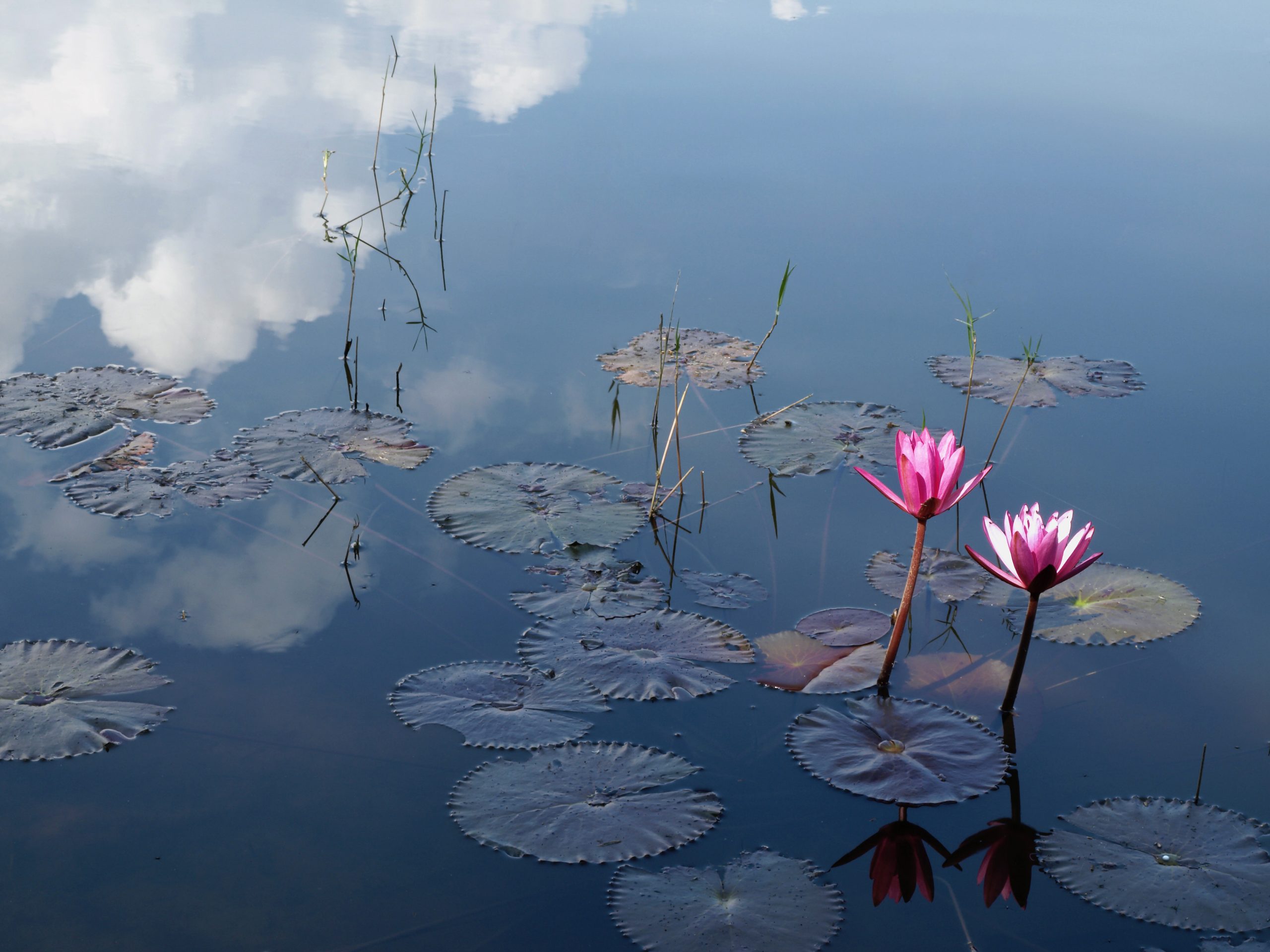 Pink lilies in a pond