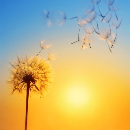 Dandelion with seeds floating, sunset behind