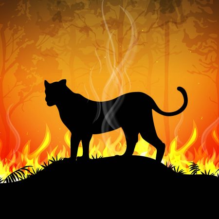 Black leopard in burning forest